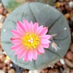 Lophophora Plants