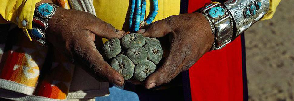 Conservation of Lophophora