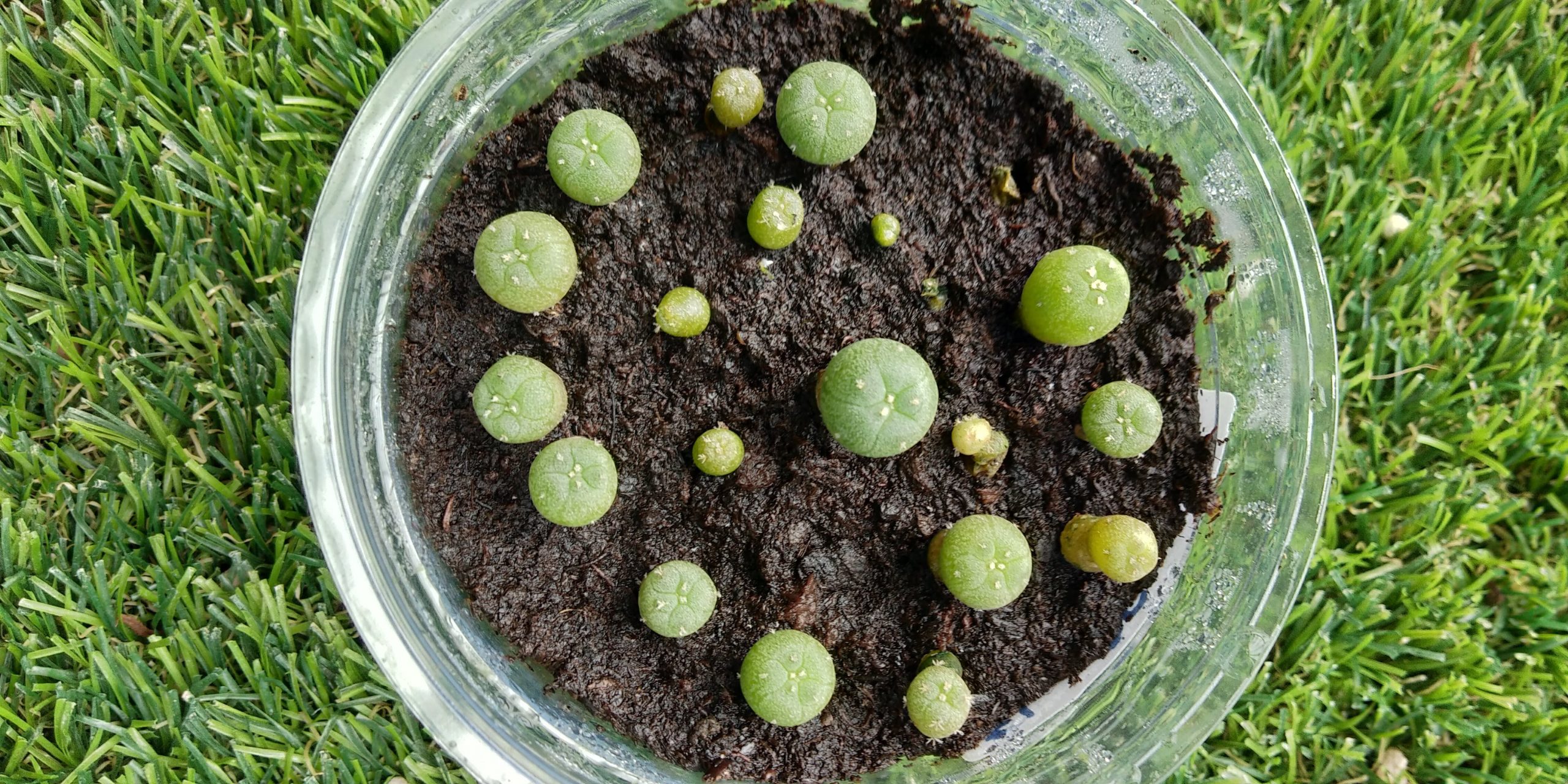 Germination Kit #1