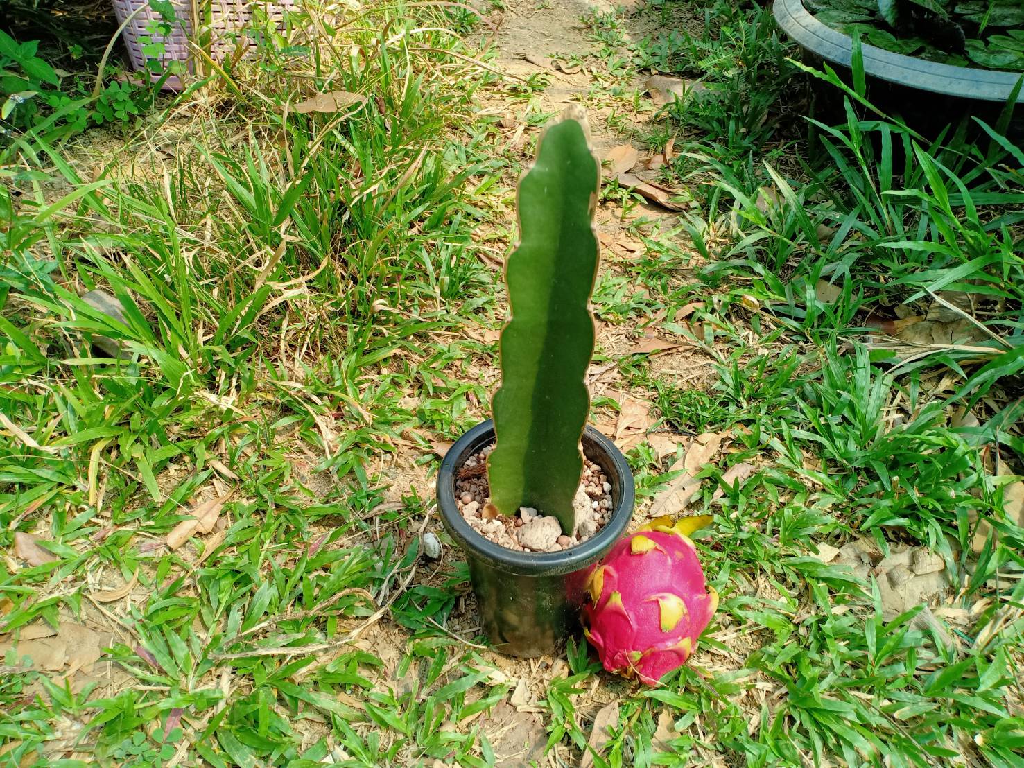 Hylocereus "Dragon Fruit" Cutting 10 to 15 cm high