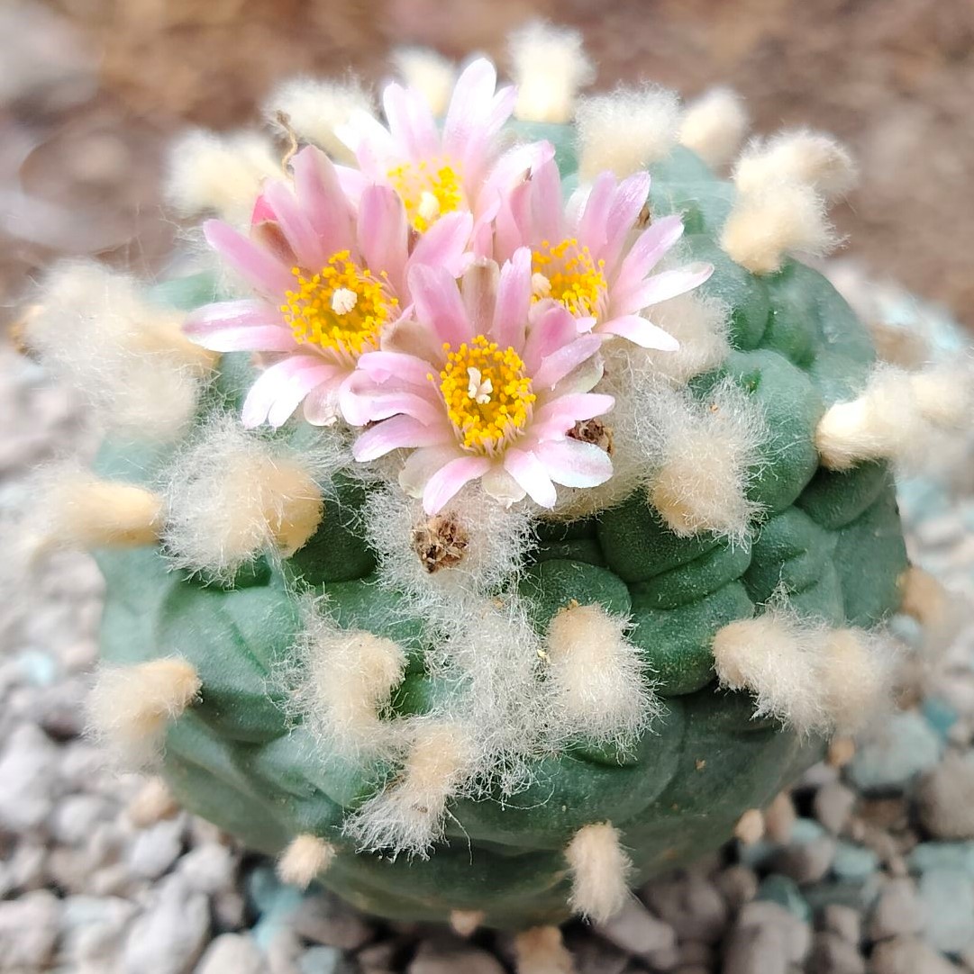 L. Fricii San Pedro