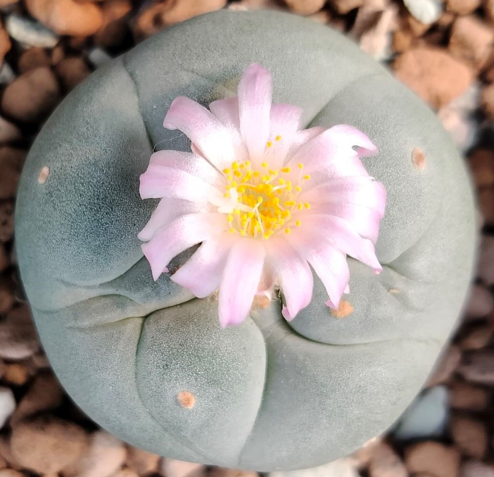 L. Fricii variety Super White cactus 3 to 4 cm diameter