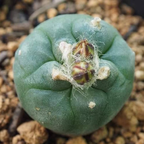 L. Koehresii cactus plant 2.5 to 3 cm diameter