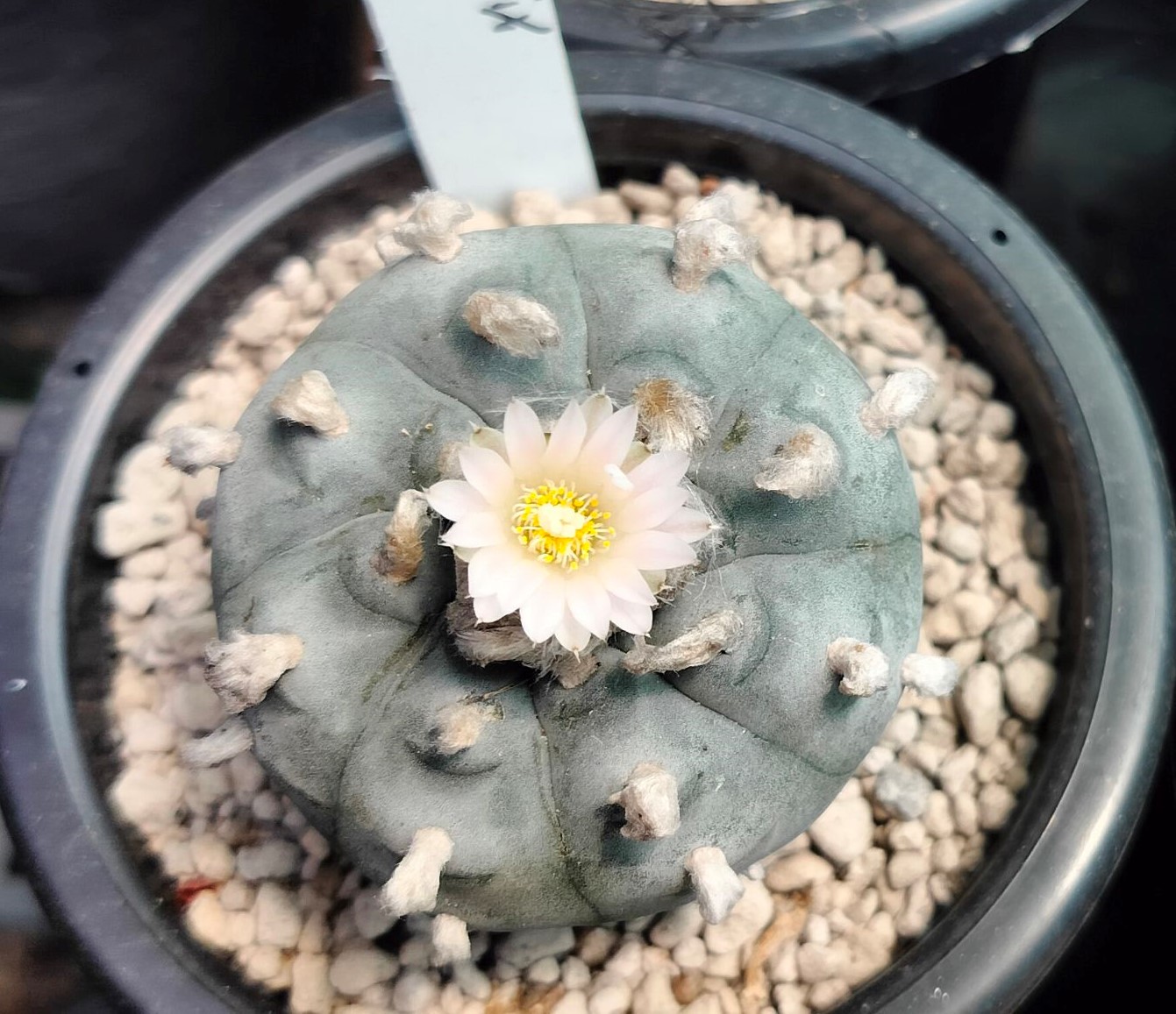 Lophophora Williamsii cactus plant 6 to 6.5 cm