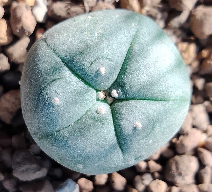 Lophophora Williamsii Texas County variety Big Bend cactus from 2.5-3cm diameters