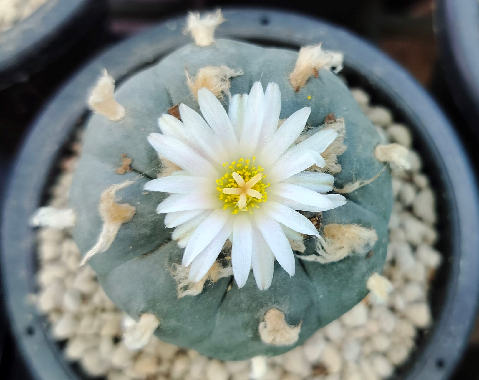 Lophophora Williamsii variety Grandiflora