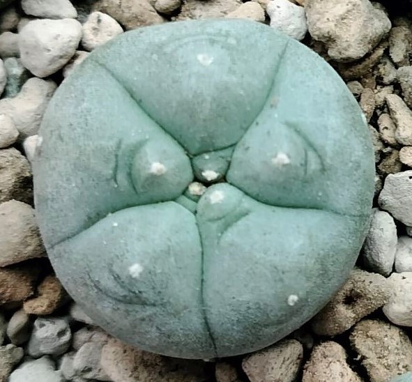 Lophophora Williamsii variety Menchaca 2.5 to 3cm diameter