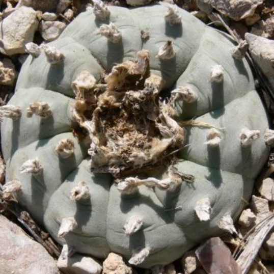 Lophophora Williamsii variety Texas Presidio County VZD 338 Chaffin