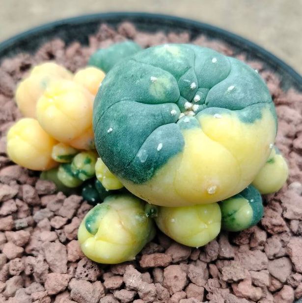 L.W Caespitosa Variegated 10cm