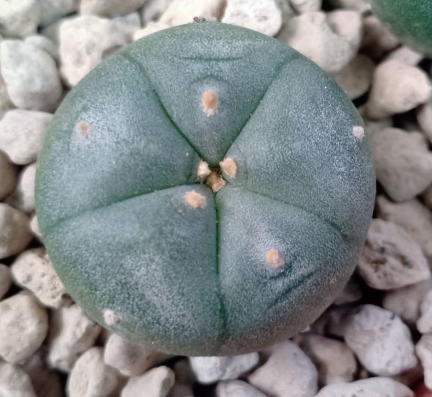 L.W Tecolote 2.5cm diameter
