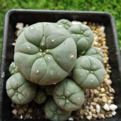 L.W variety Caespitosa 4 to 4.5cm