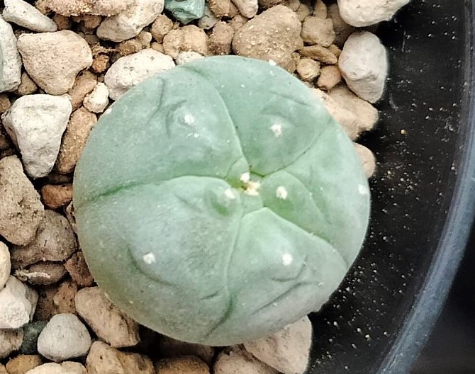 L.W variety El Carmen Nuevo Leon Cactus 2.5 to 3cm diameter